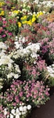 A vibrant flower garden showcasing a variety of blooms.
