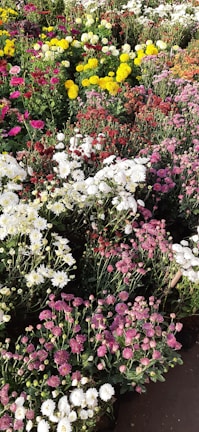 A vibrant flower garden showcasing a variety of blooms.