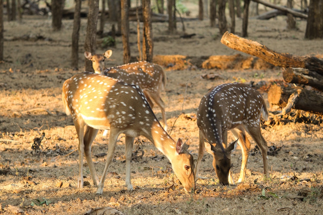 Wildlife photo spot Nagziri Maharashtra