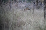 A leopard is partially obscured by tall, dry grass in a dense forest. The animal's spotted coat blends well with the surrounding vegetation. The scene is set in a natural and wild environment, with bare trees and a mixture of green and brown tones.