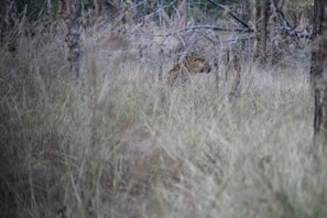 A leopard is partially obscured by tall, dry grass in a dense forest. The animal's spotted coat blends well with the surrounding vegetation. The scene is set in a natural and wild environment, with bare trees and a mixture of green and brown tones.