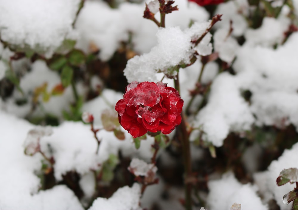 Una rosa rossa coperta di neve su un cespuglio