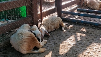 A group of healthy sheep resting in a shaded area on a sunny day