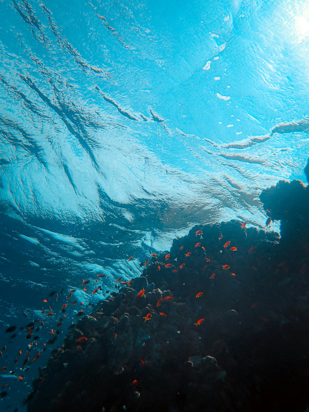 a large group of fish swimming in the ocean