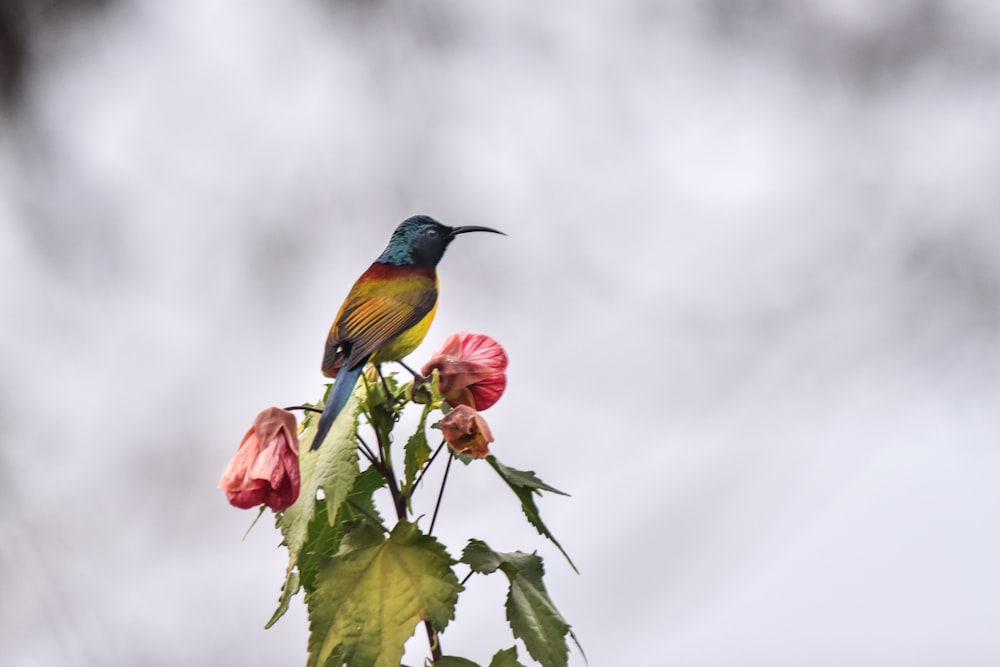 Un pájaro colorido encaramado en la cima de una flor