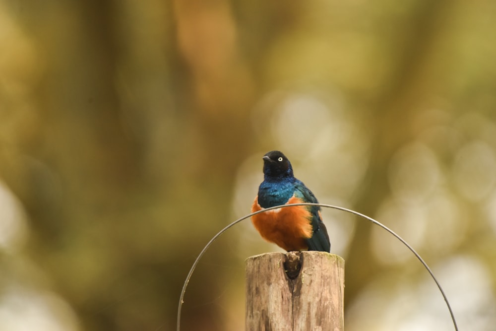 a colorful bird sitting on top of a wooden pole