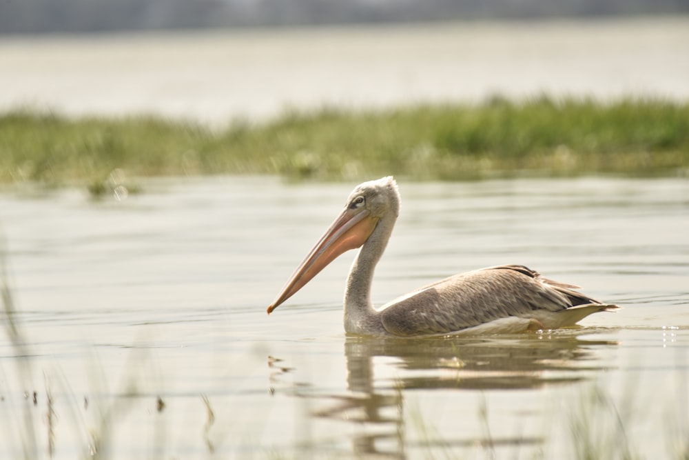 a pelican swimming in the water with a long beak