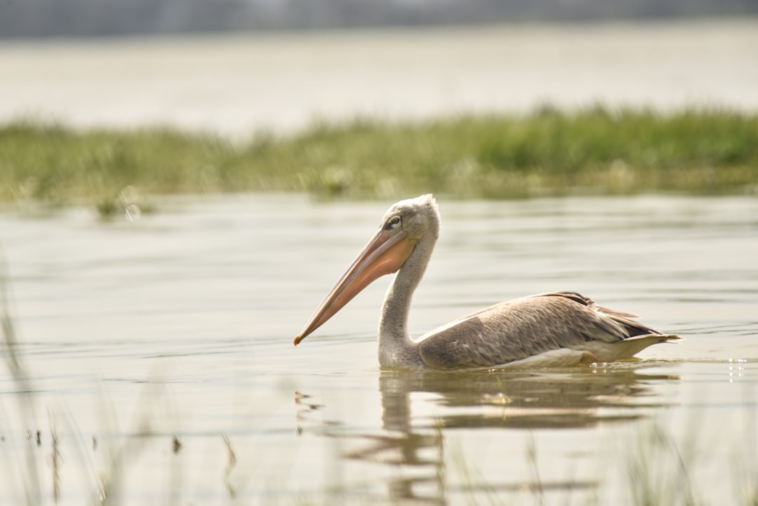 Wildlife photo spot Kolkata West Bengal