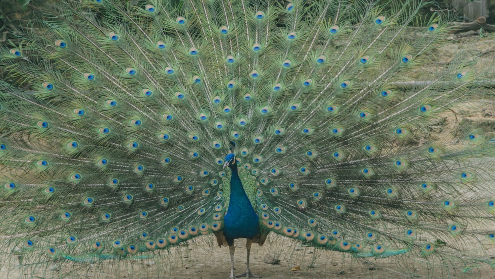 blue peacock on gray concrete floor