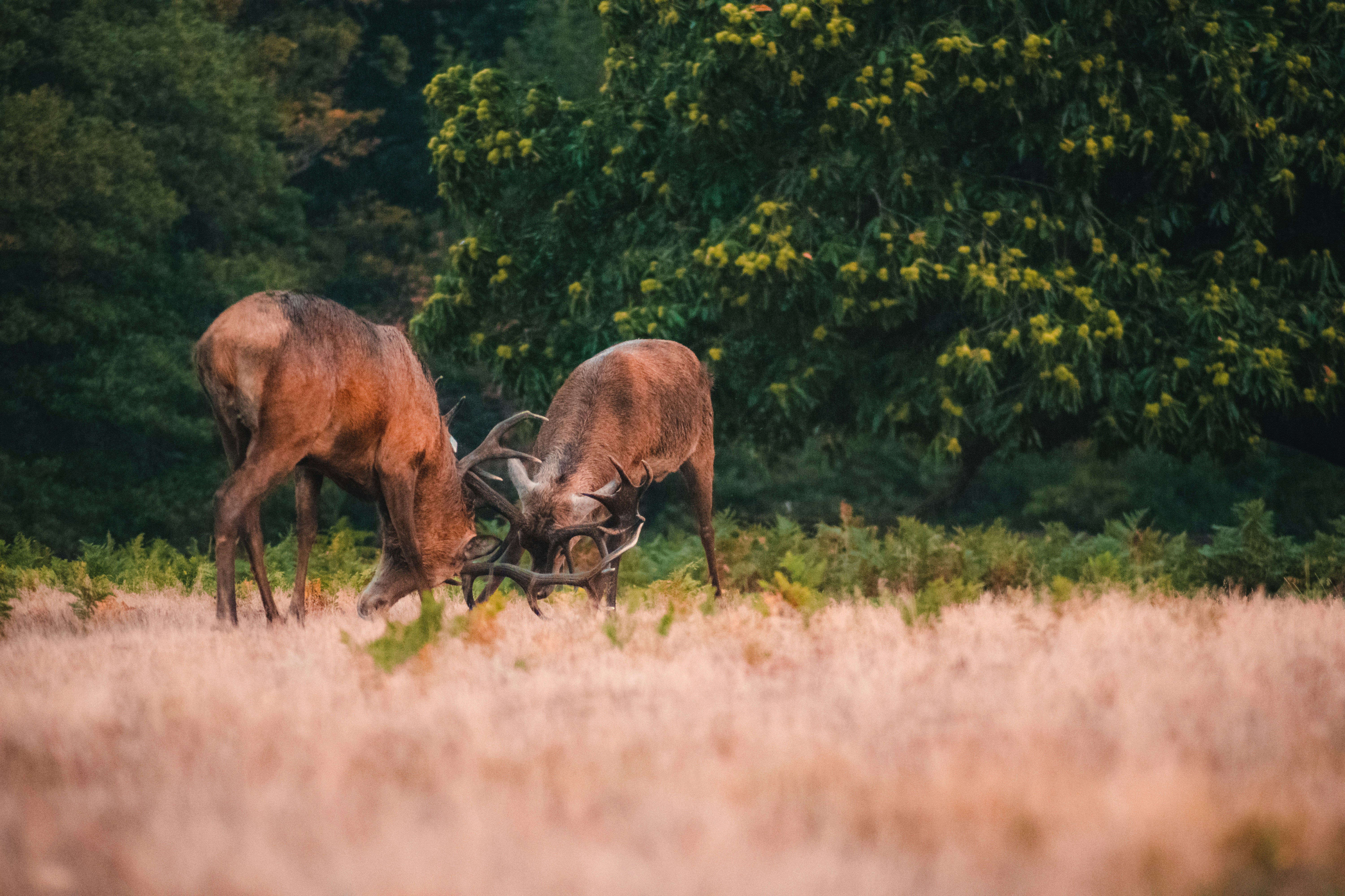 brown deer on green grass field during daytime, Butting heads at Richmond park