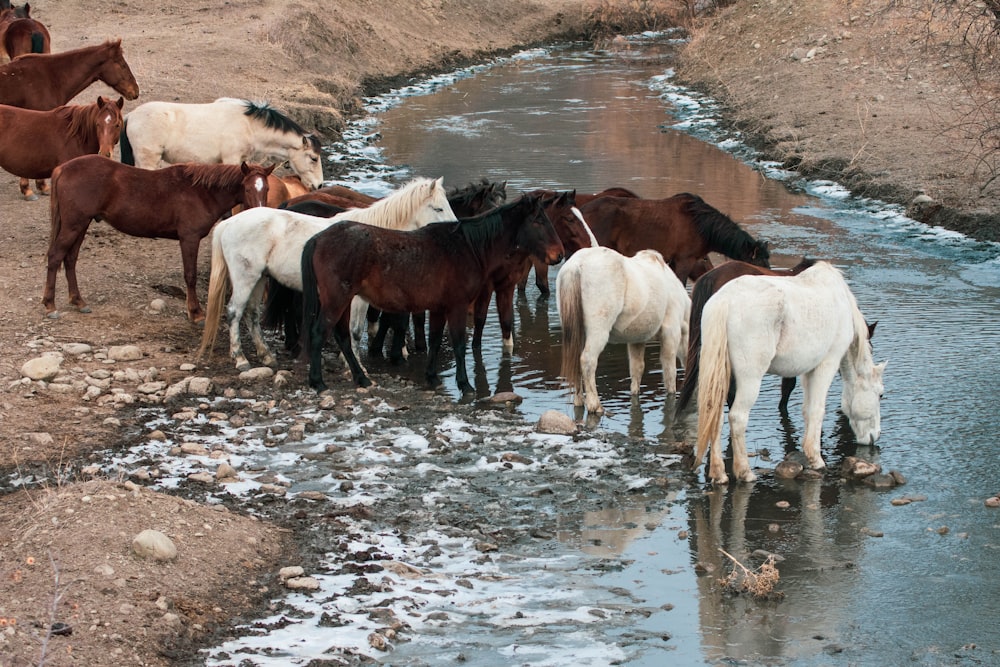 white and brown horses on water