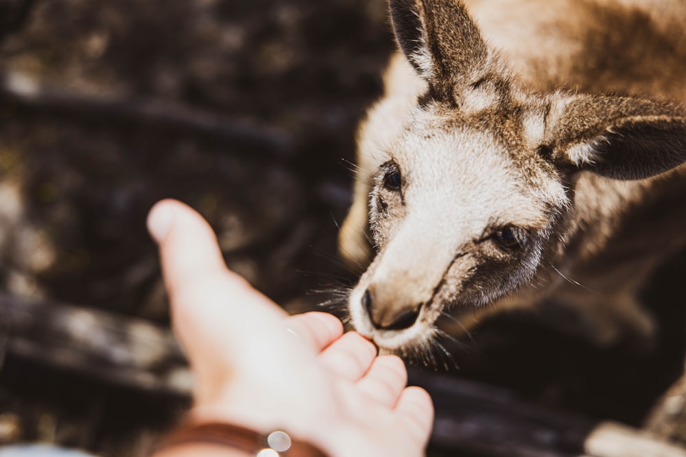 person holding brown kangaroo during daytime