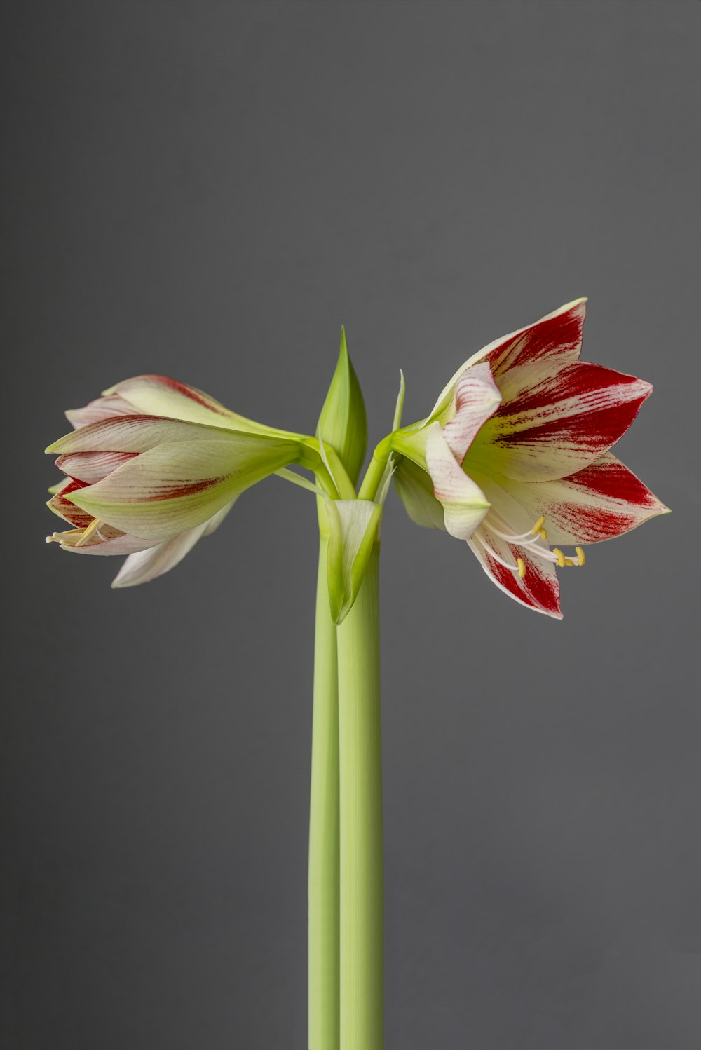 fleur rose et blanche en gros plan photographie