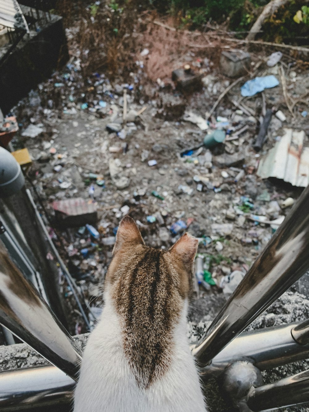 brown and white cat on brown and black ground