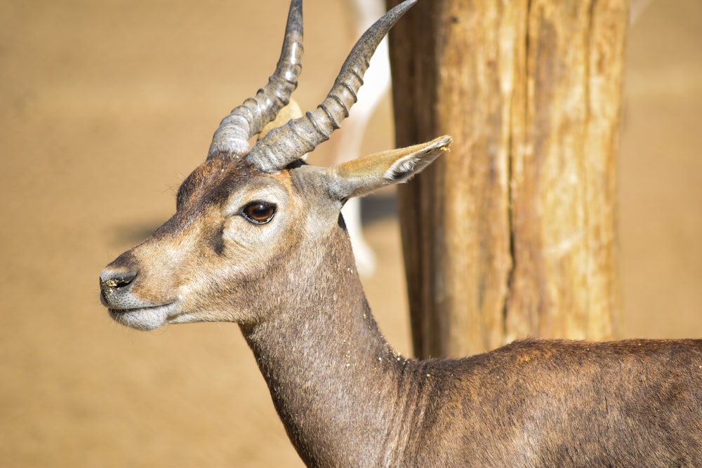 brown deer standing on brown field during daytime