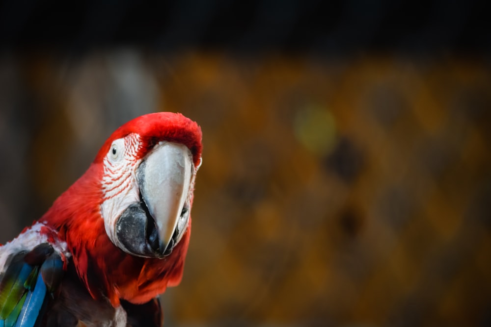 uccello rosso e bianco in lente tilt shift