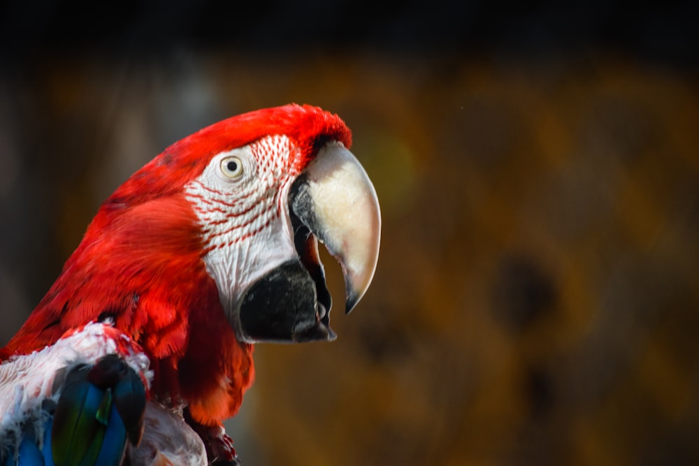 red and white bird in close up photography