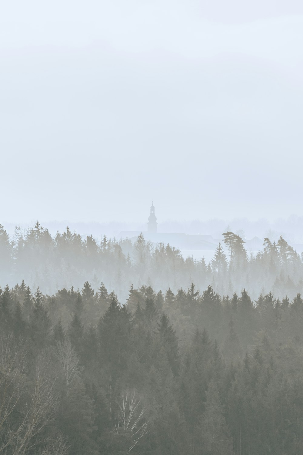 a foggy forest filled with lots of trees