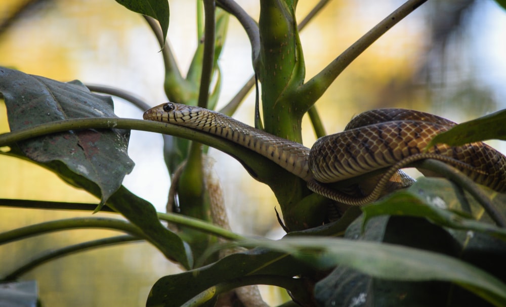 black snake on green plant