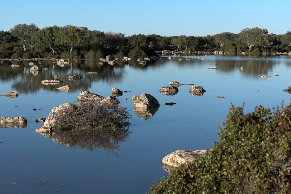 green trees near lake during daytime