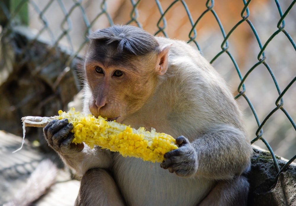 brown monkey eating corn near chain link fence during daytime