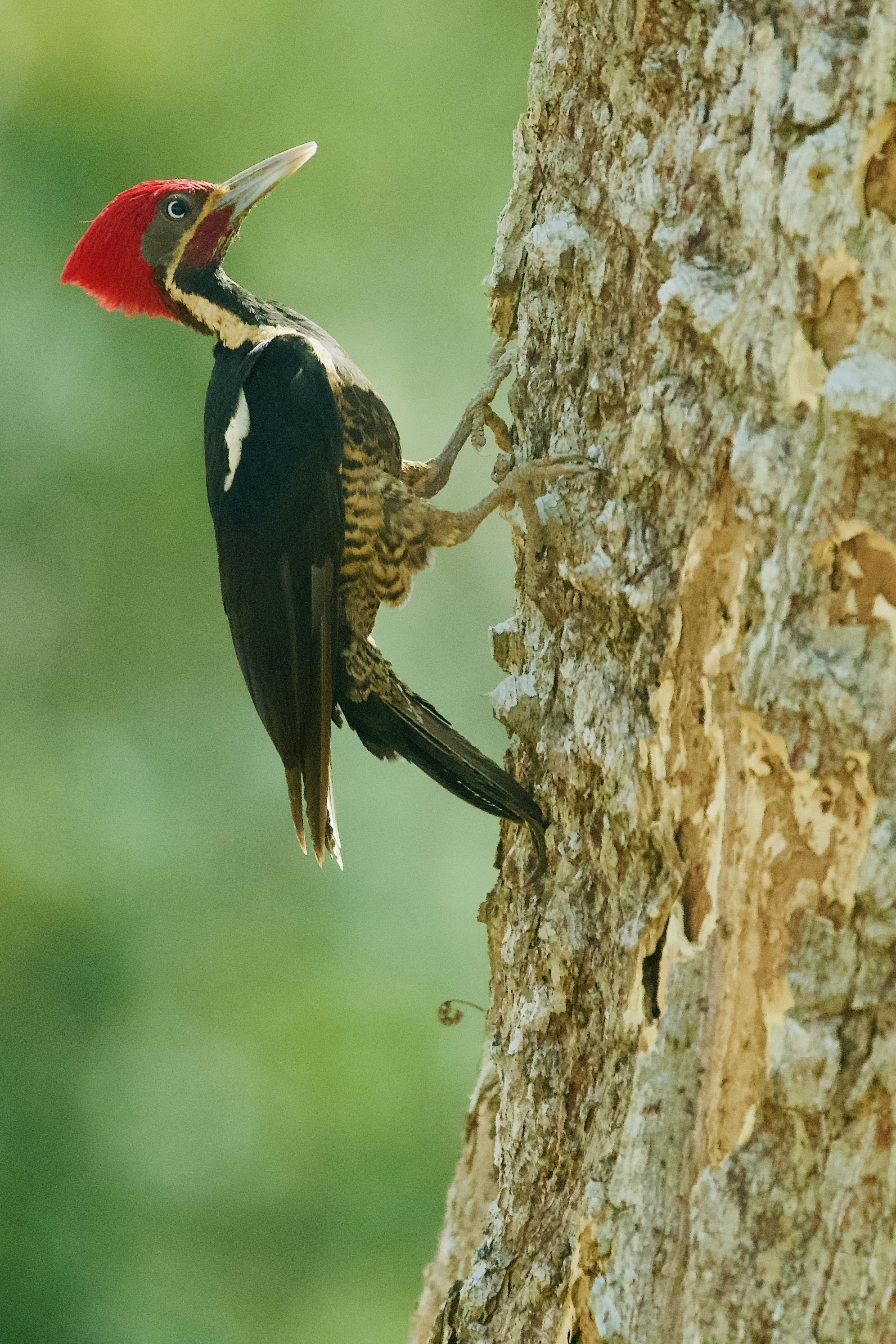 30k Woodpecker Pictures Download Free Images On Unsplash