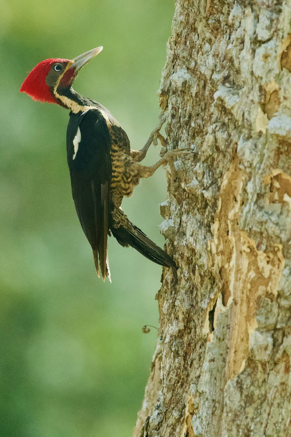 a woodpecker climbing up a tree trunk