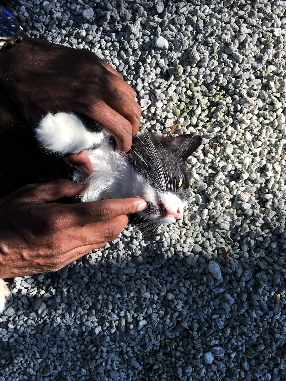 person holding white and black cat