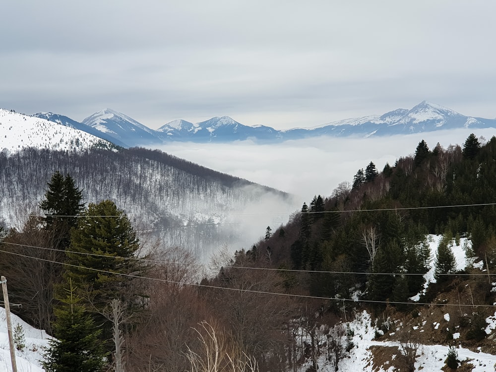 green trees near snow covered mountain during daytime