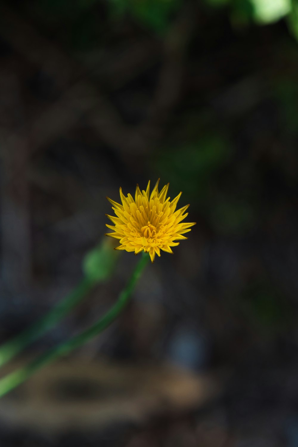 dente-de-leão amarelo em flor durante o dia