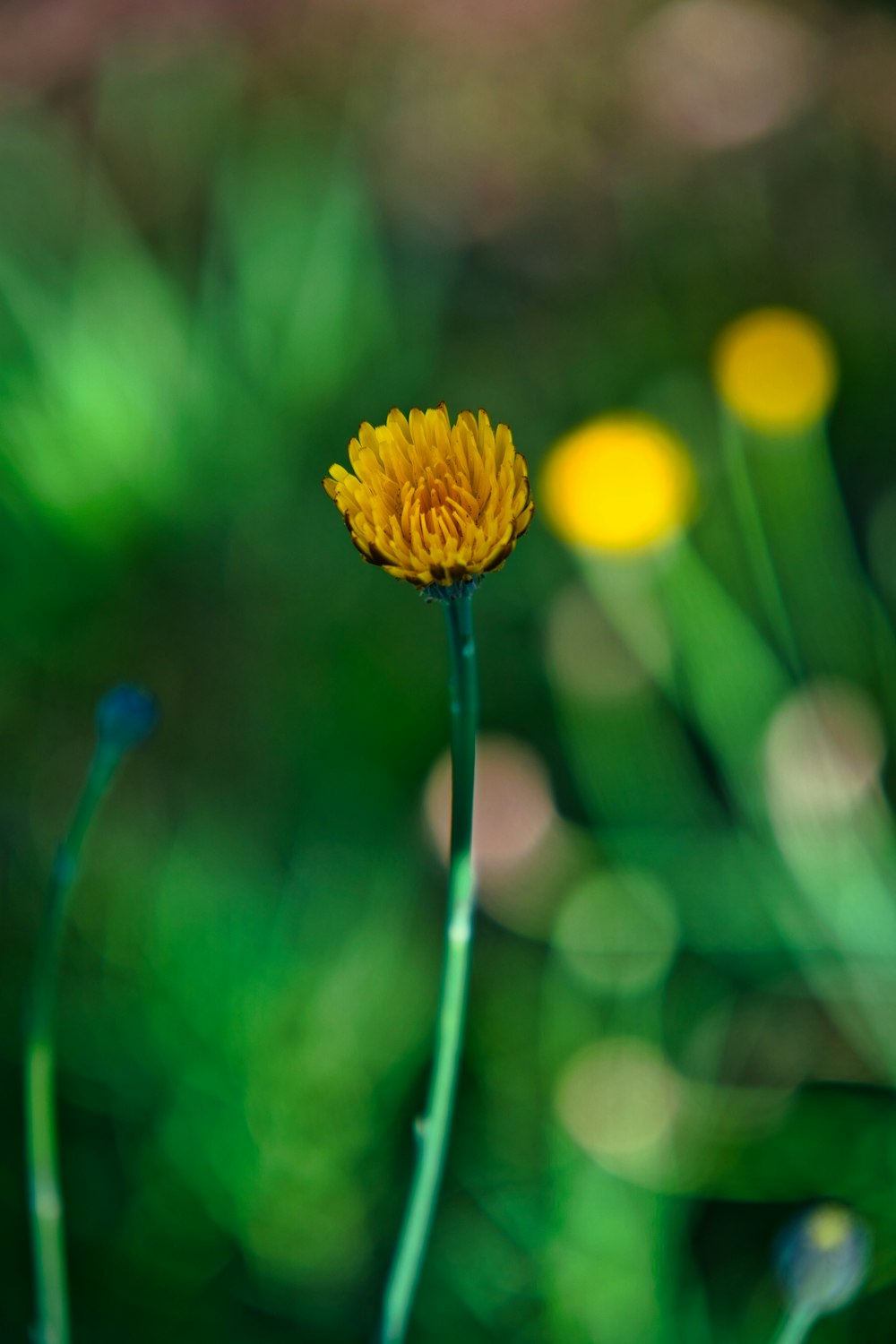 yellow flower in tilt shift lens