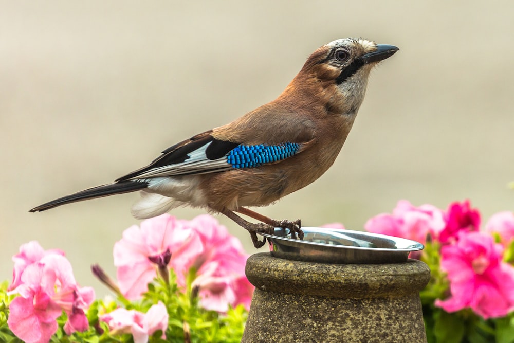 blue and white bird on brown concrete post during daytime