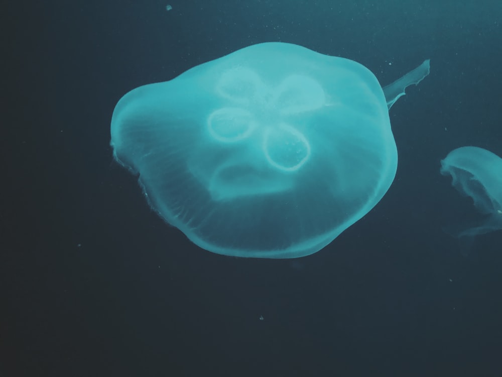 blue jellyfish in black background