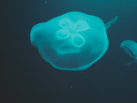 blue jellyfish in black background in Georgia Aquarium United States