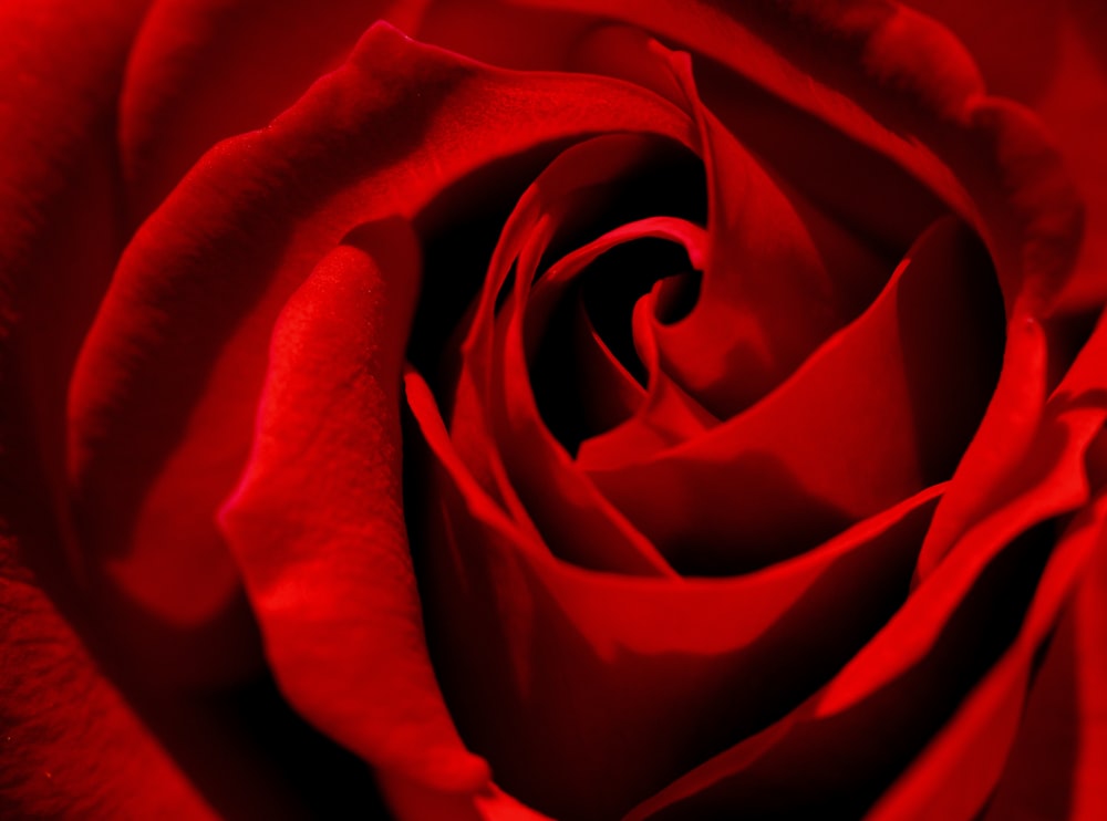 クローズアップ写真の赤いバラ
