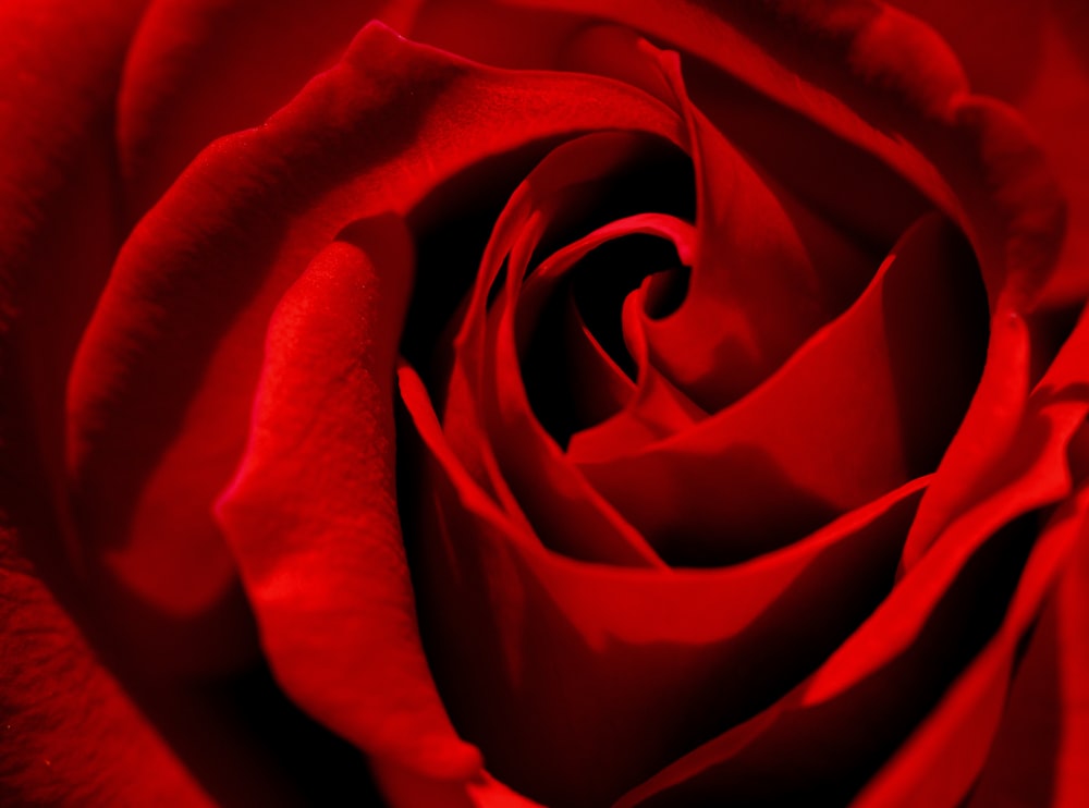 red rose in close up photography