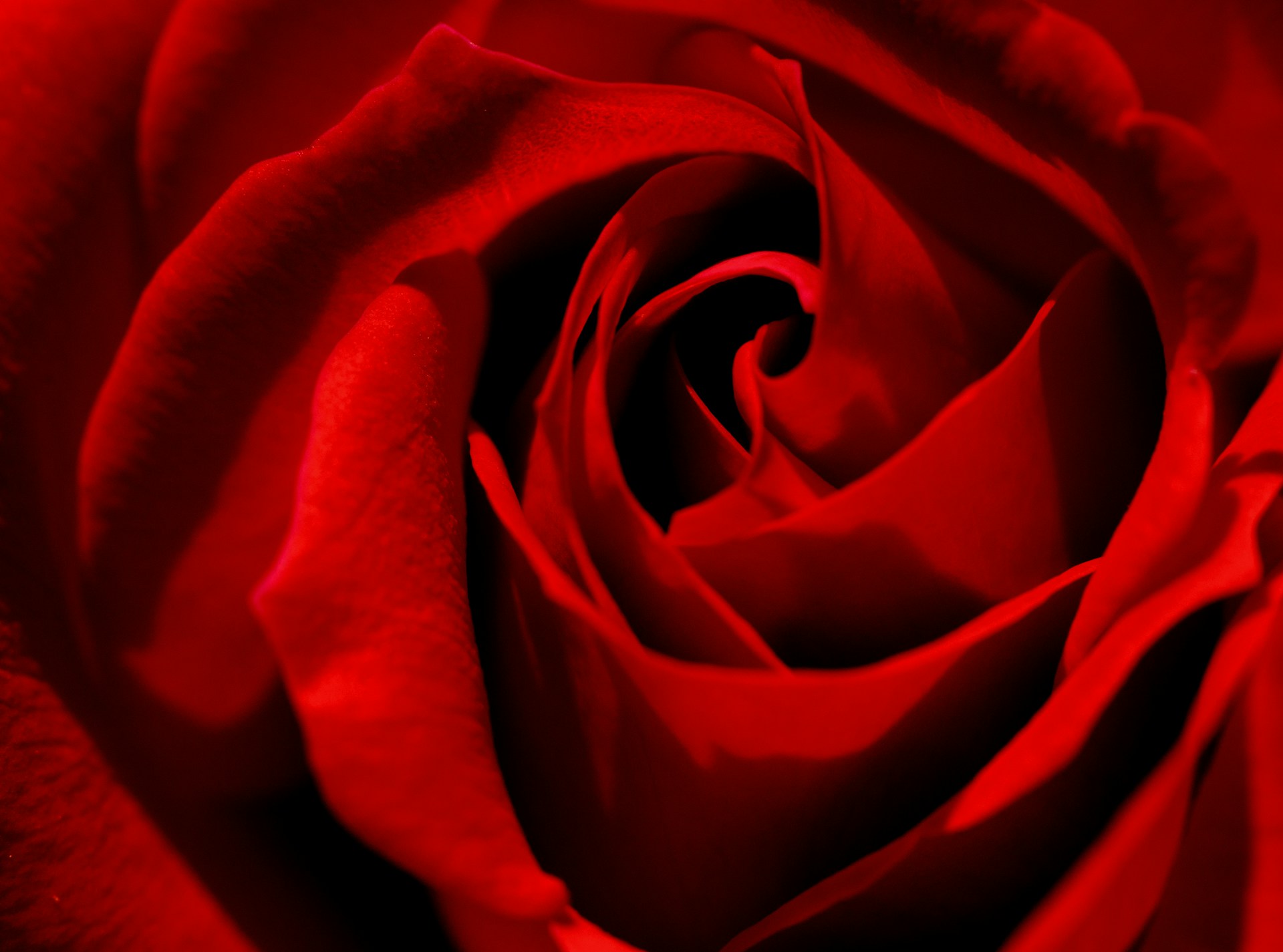red rose in close up photography