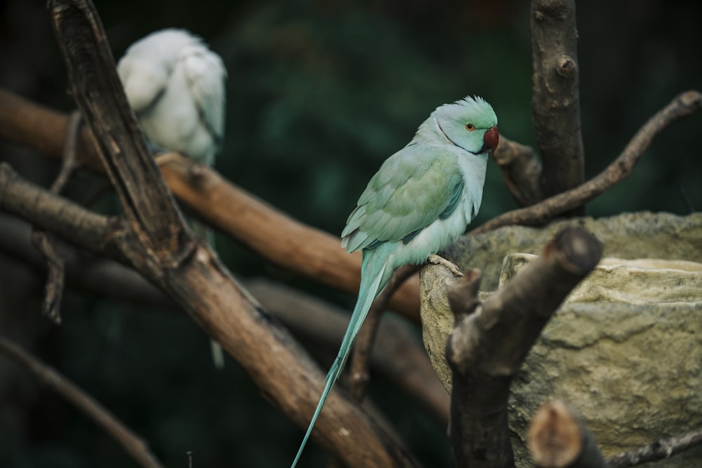 green and white bird on brown tree branch