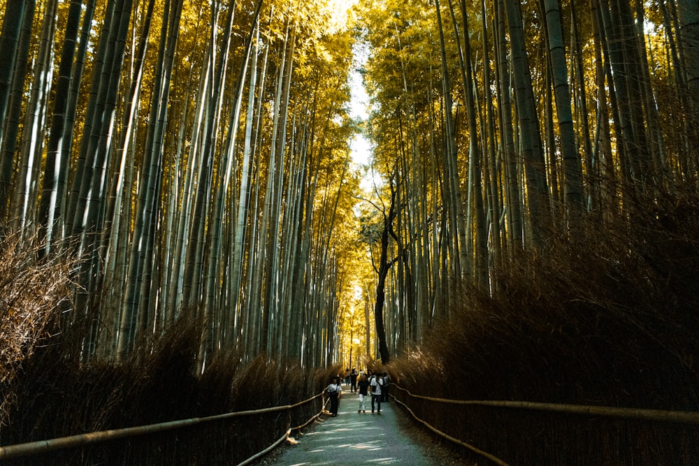 a group of people walking down a path between tall trees