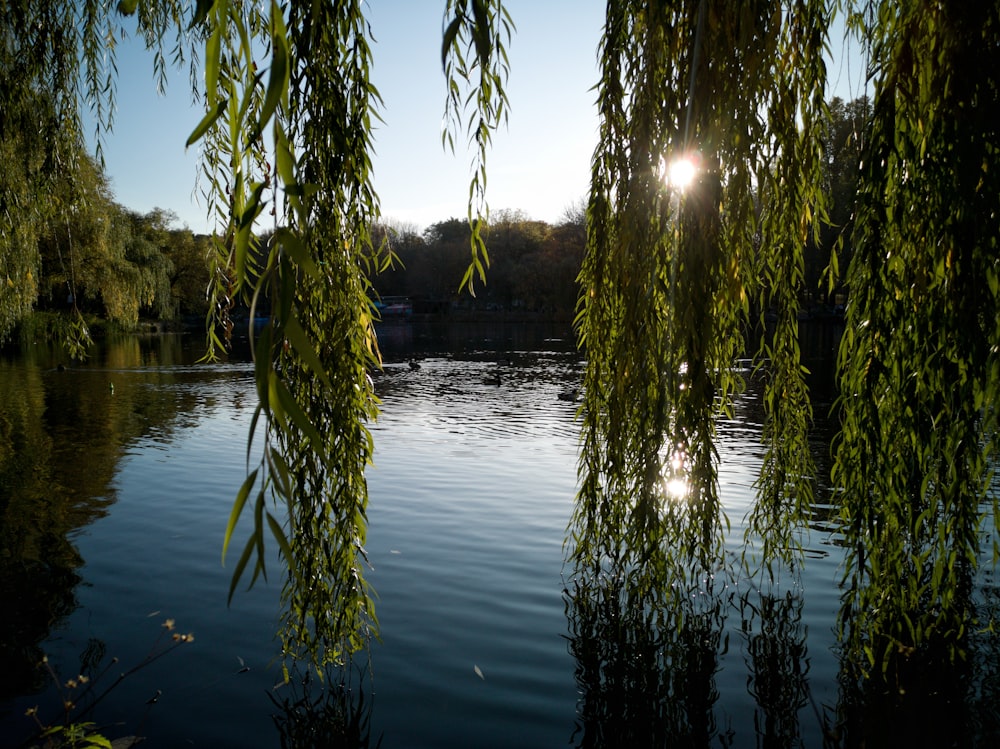 green trees on body of water during daytime