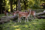 A group of deer with spotted coats are gathered in a lush forest setting. They stand on a grassy area with fallen logs and large trees in the background, creating a serene and natural atmosphere.