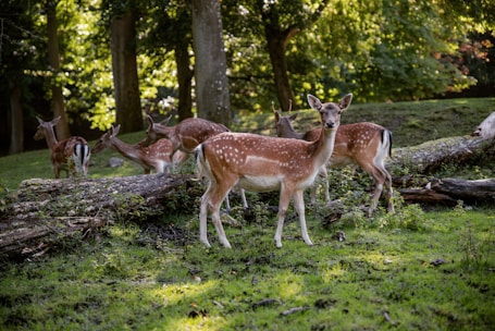 A group of deer with spotted coats are gathered in a lush forest setting. They stand on a grassy area with fallen logs and large trees in the background, creating a serene and natural atmosphere.