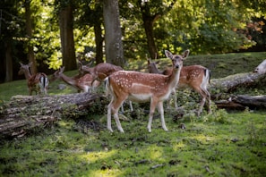 A group of deer with spotted coats are gathered in a lush forest setting. They stand on a grassy area with fallen logs and large trees in the background, creating a serene and natural atmosphere.