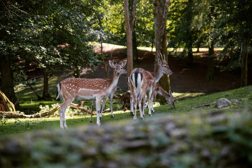 brown deer on green grass field during daytime