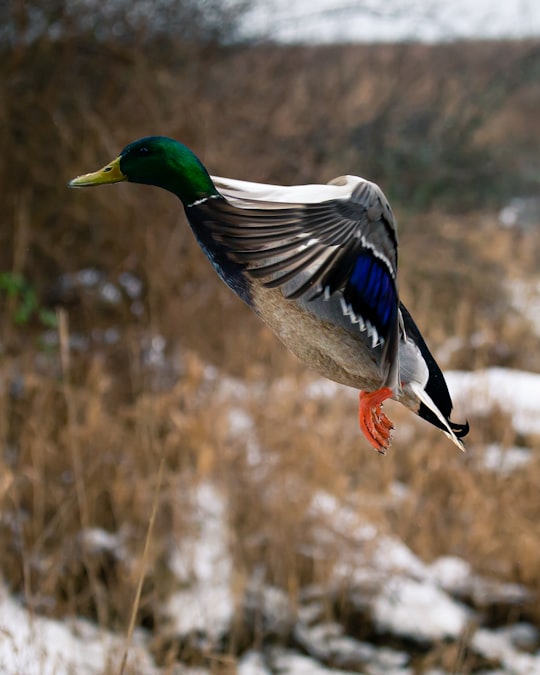 mallard duck on brown grass during daytime in Delta Canada