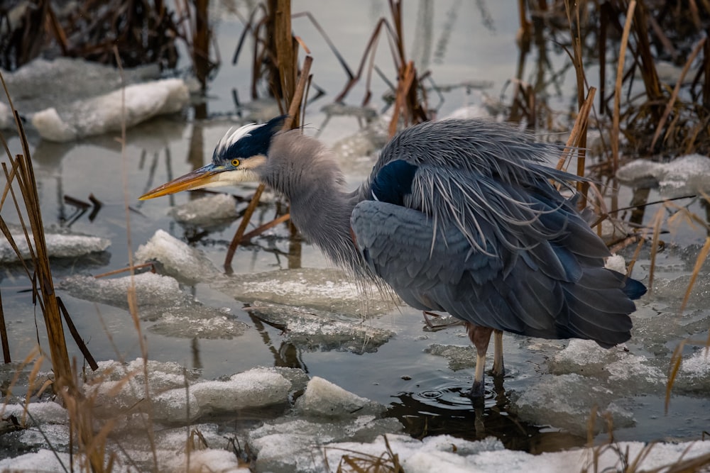 blue heron on body of water during daytime