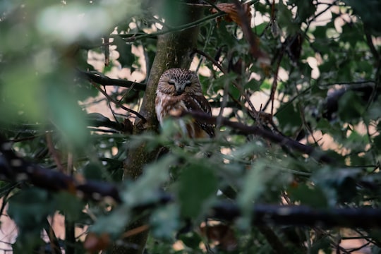 brown owl on tree branch during daytime in Delta Canada