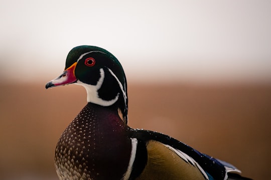 brown green and black mallard duck in Delta Canada