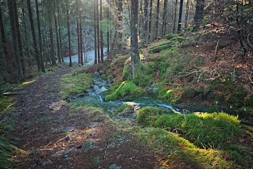 A serene forest scene with a path winding through the trees. Sunlight breaks through the tree canopy, casting a warm glow and creating lens flare. Dense green moss and underbrush cover the forest floor, and a small stream flows gently beside the path.