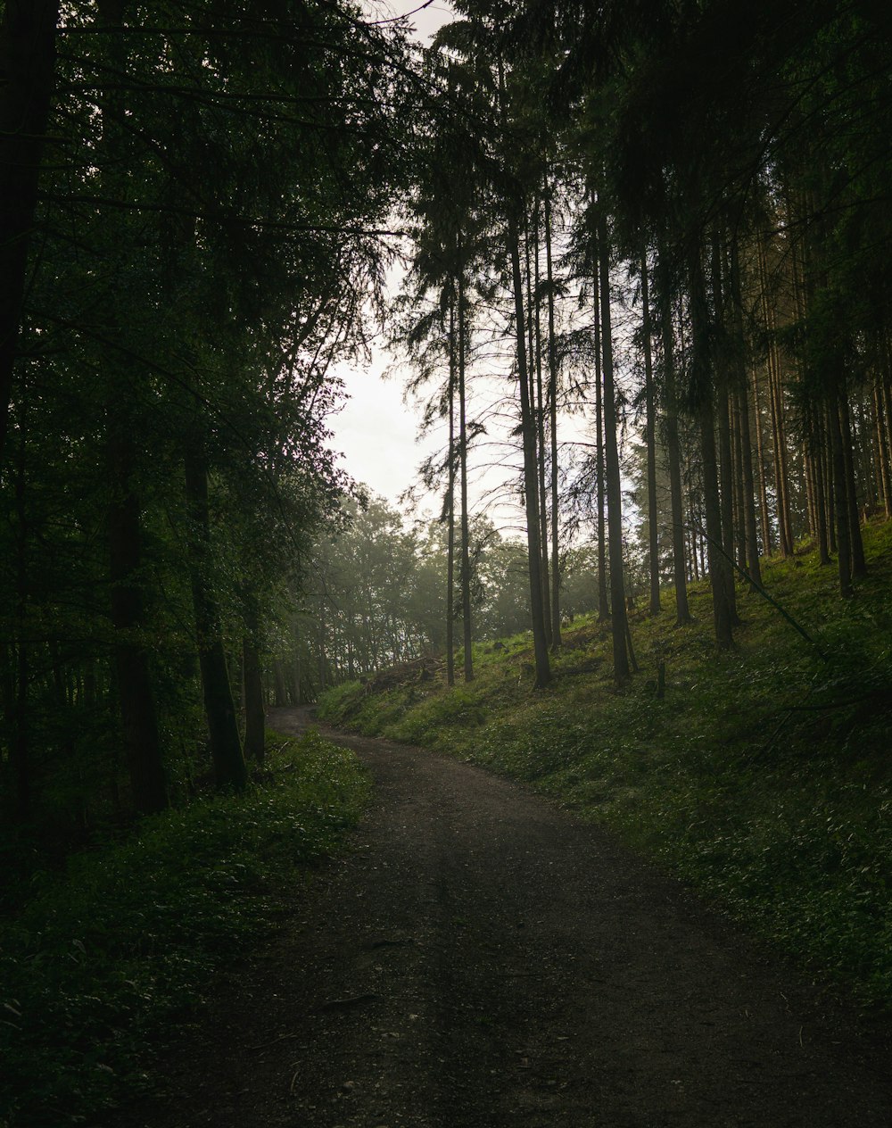 pathway between trees during daytime